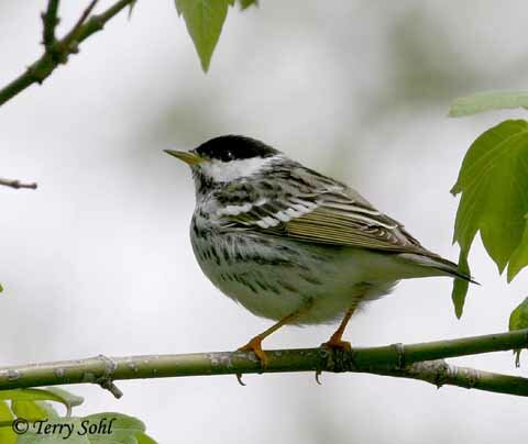 A male blackpoll warbler looks similar to a black and white warbler—but note the orange legs...